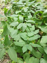 Aegopodium podagraria