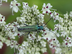 Oedemera nobilis