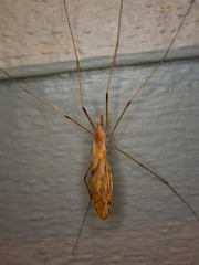 Tipula ultima