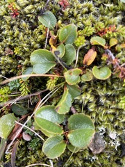 Salix herbacea