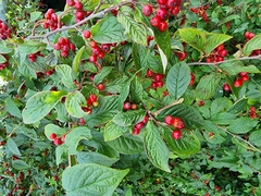 Cotoneaster bullatus