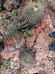 Ferocactus histrix