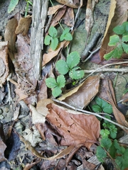 Potentilla canadensis