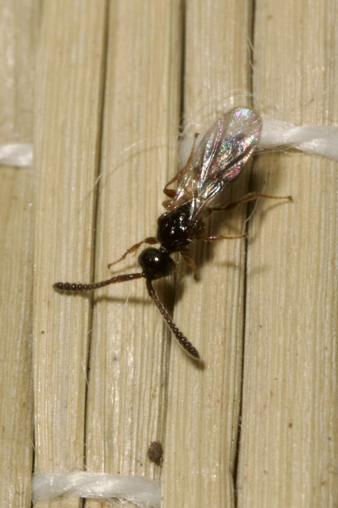 Idiotypa maritima