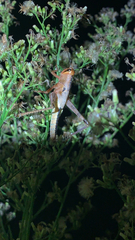 Cyrtacanthacridini