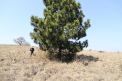 Pinus canariensis