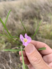 Polymeria marginata