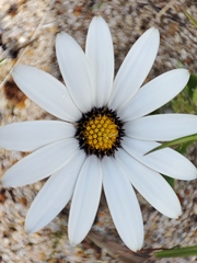Dimorphotheca