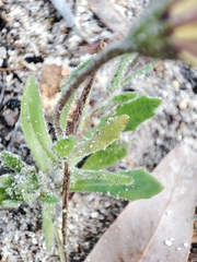 Dimorphotheca