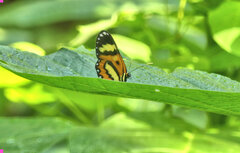 Placidina euryanassa