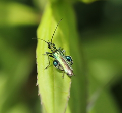 Oedemera nobilis