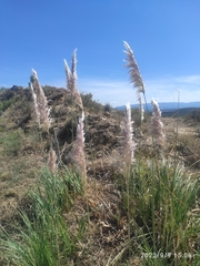 Cortaderia