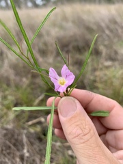 Polymeria marginata