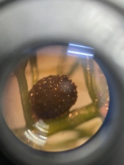 Ceratophyllum submersum