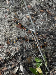 Micrurus fulvius