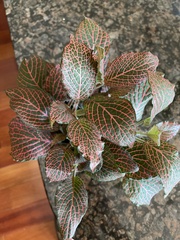 Fittonia