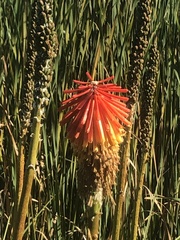 Kniphofia