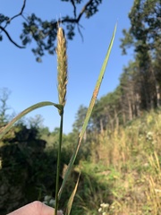 Elymus virginicus