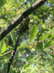 Aeshna constricta