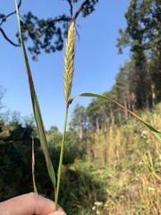 Elymus virginicus