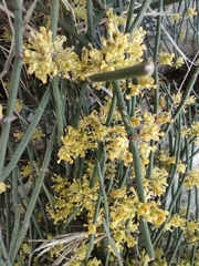 Ephedra