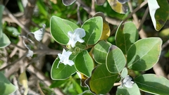 Vitex rotundifolia