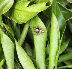 Opisthoncus polyphemus