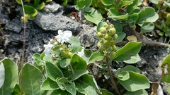 Vitex rotundifolia