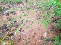 Lespedeza virginica