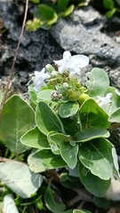 Vitex rotundifolia