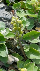 Vitex rotundifolia