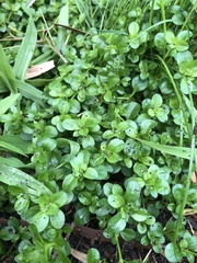 Polycarpon tetraphyllum