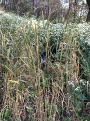 Elymus virginicus