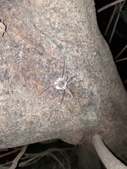 Heteropoda venatoria