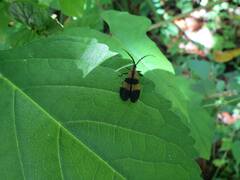Calopteron discrepans