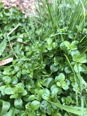 Polycarpon tetraphyllum