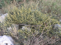 Ephedra