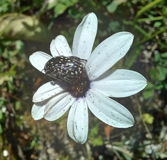 Oxythyrea marginalis