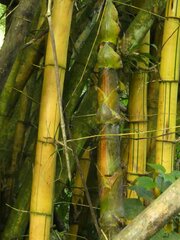 Bambusa vulgaris