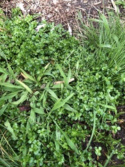 Polycarpon tetraphyllum