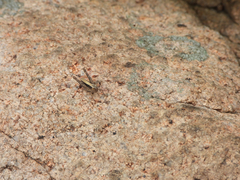 Phlaeoba angustidorsis