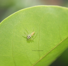 Telamonia
