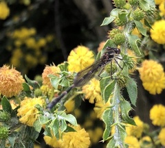 Lestidae