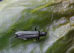 Oedemera virescens