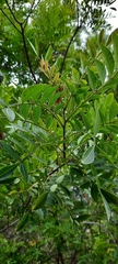 Anacardiaceae