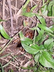 Tarbinskiellus portentosus
