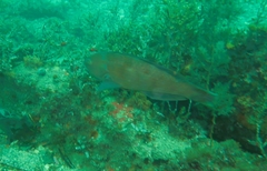 Notolabrus parilus