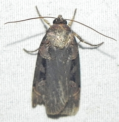 Pseudohermonassa bicarnea