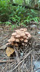 Physalacriaceae