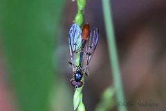 Baccha elongata
